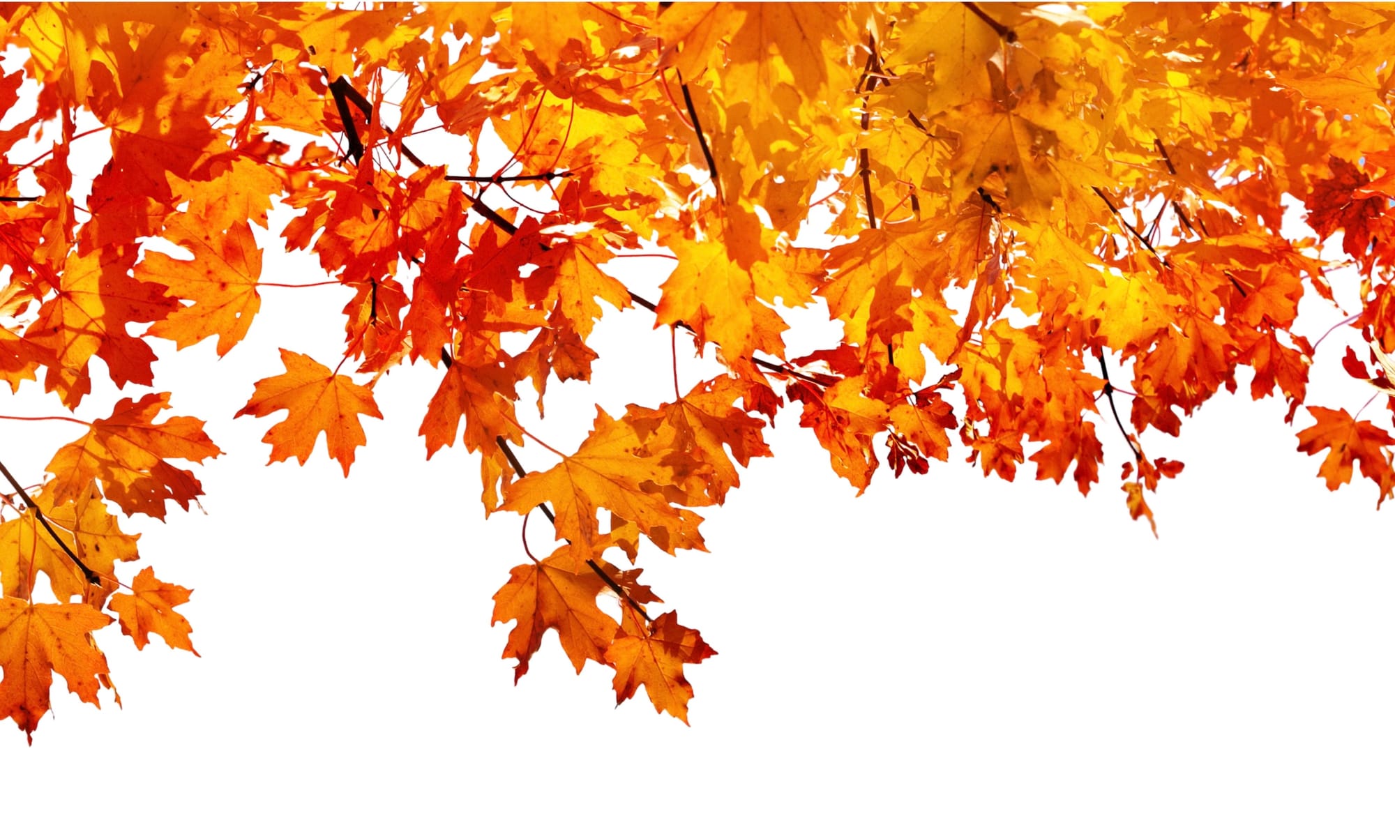 Intro to True Success & Human Beings 101: Section 1